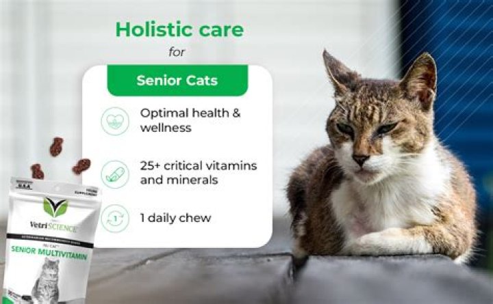 Unveiling Humane Solutions For Senior Cats Facing End-of-Life Challenges